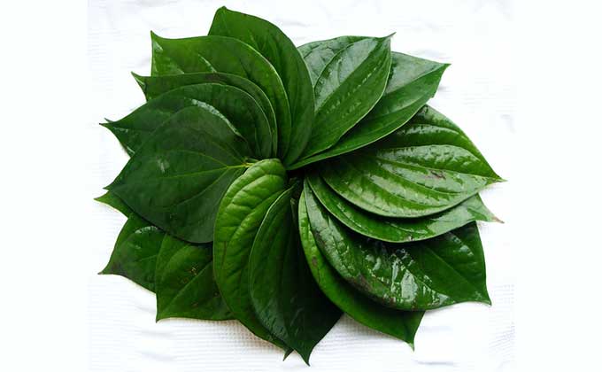 Chia sẻ mẹo hay: Vệ sinh vùng kín bằng lá trâu không 1