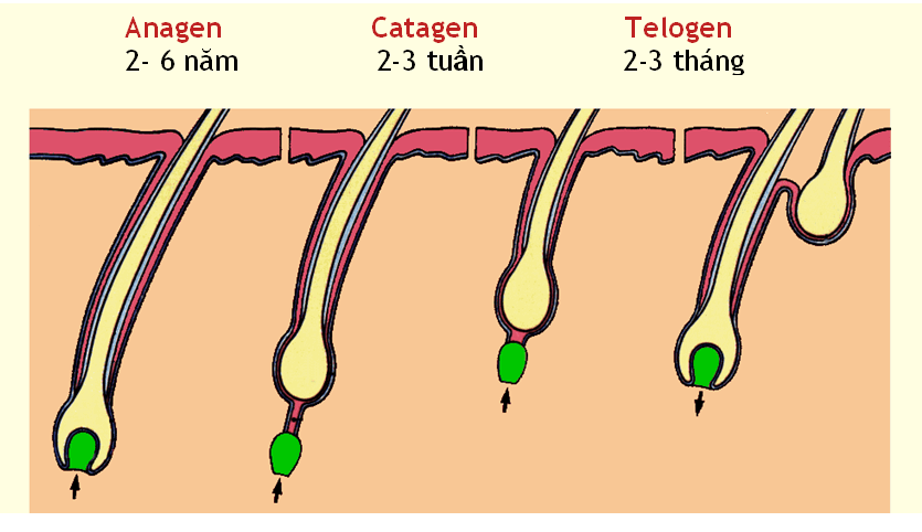Mẹo dưỡng tóc nhanh dài, đen mềm mượt tự nhiên 1