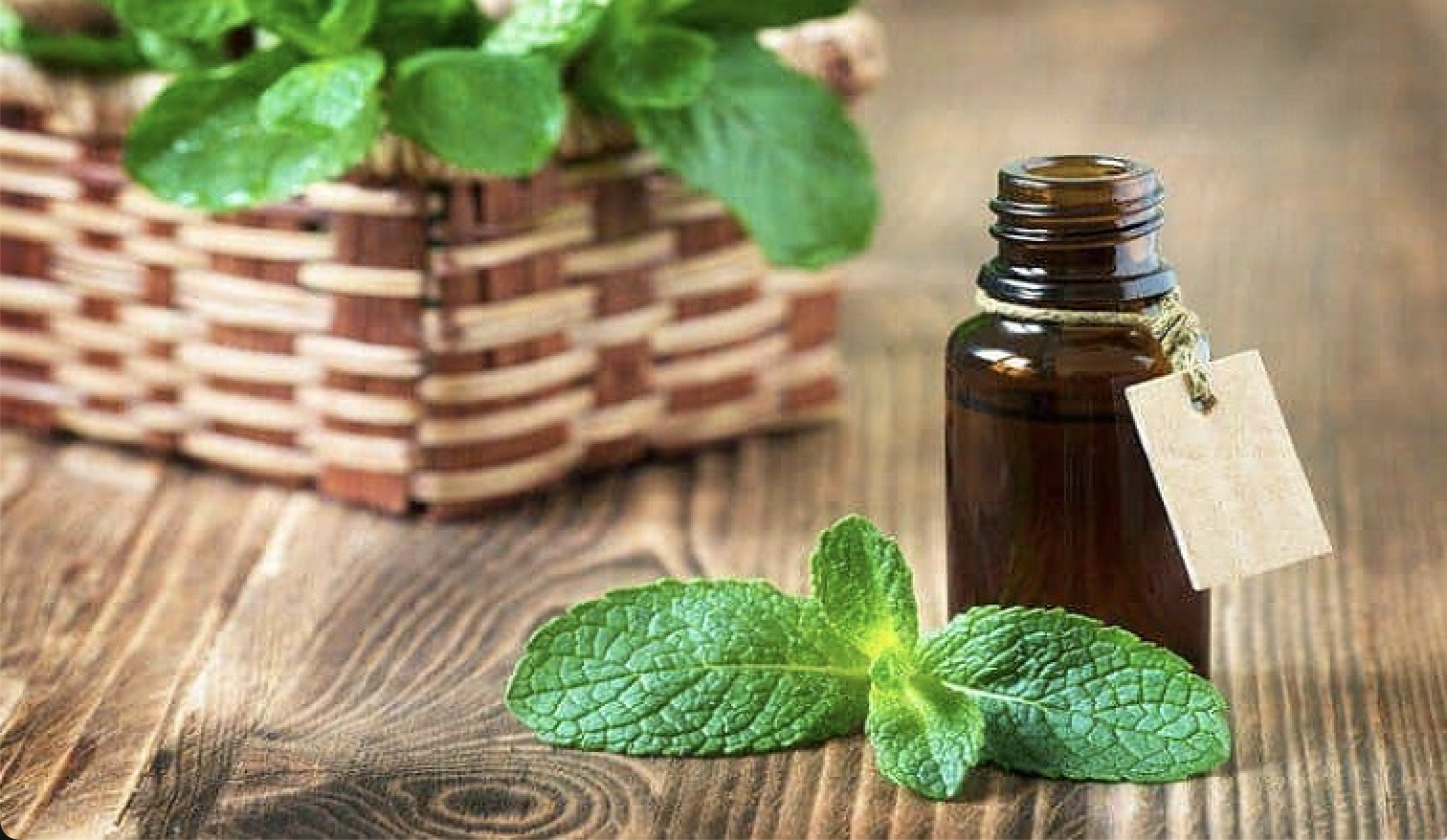 Tinh dầu bạc hà: Giải pháp tự nhiên cho vùng chữ Y sạch khuẩn