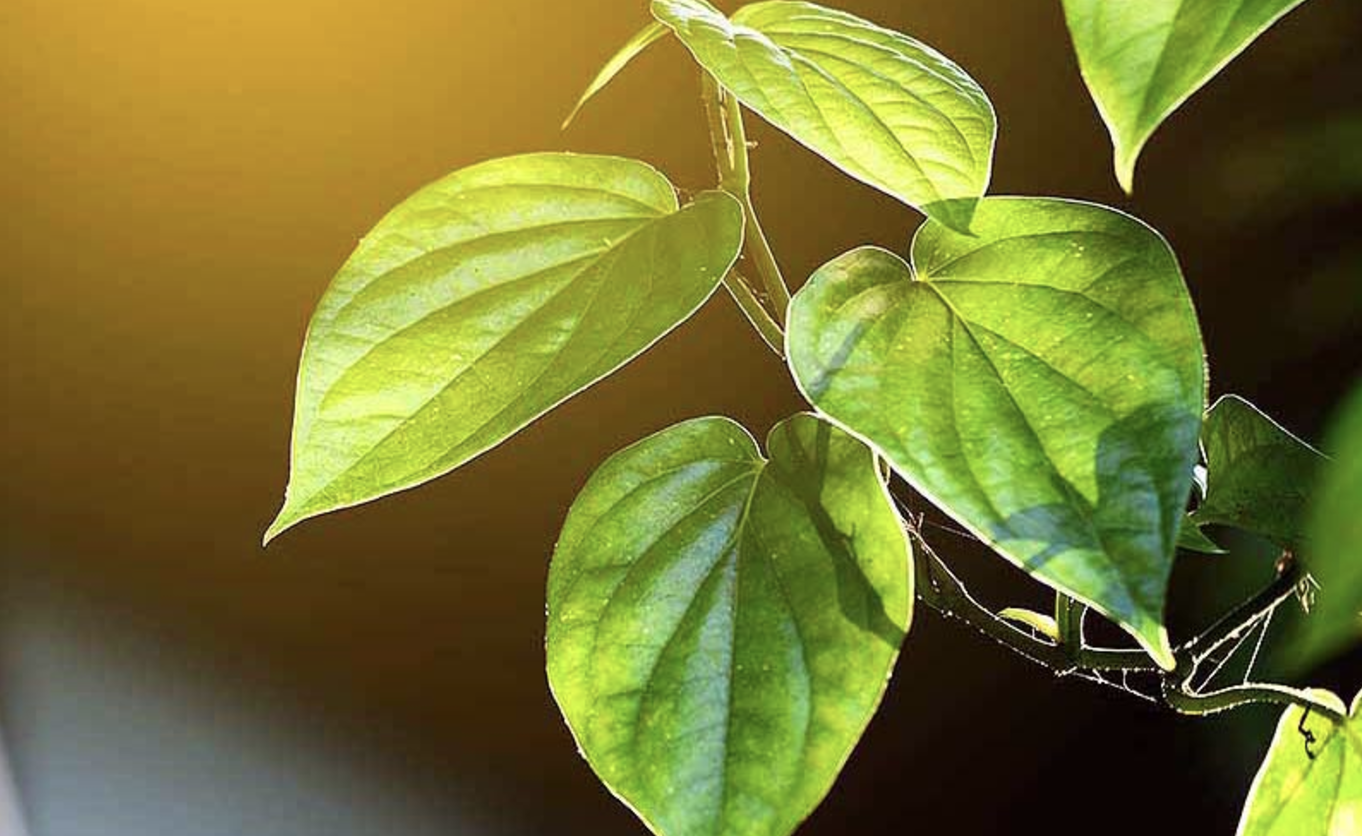 Sử dụng nước lá trầu không