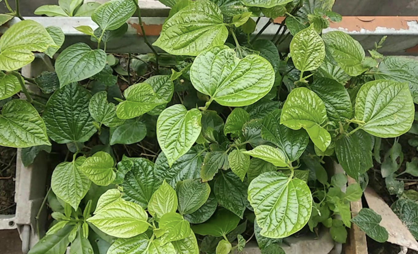 Trị ngứa vùng kín bằng lá lốt