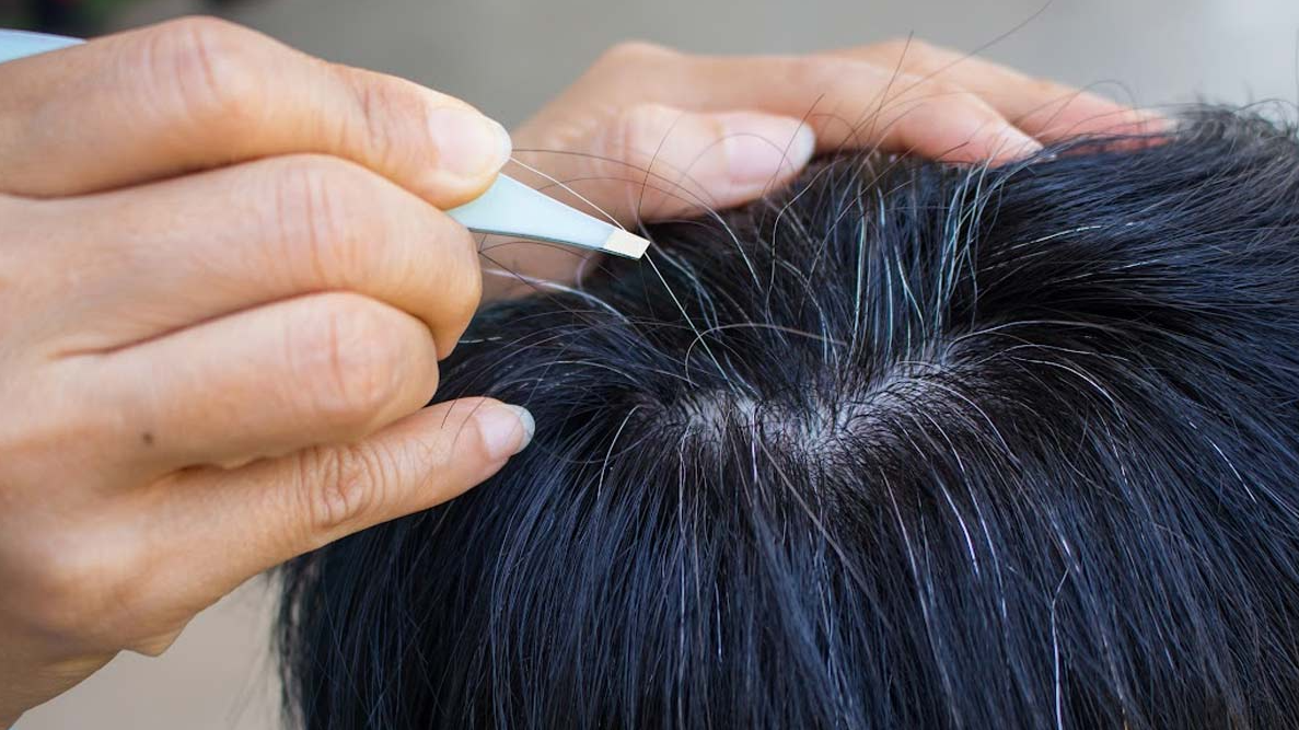 có nên nhổ tóc bạc không